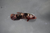 Koi Galaxy  Plakat Female Betta (ID#801-F223) Free2Day SHIPPING