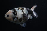 Milk Cow Ranchu  Calico 5 Inch (ID#0110R10c-101) Free2Day SHIPPING