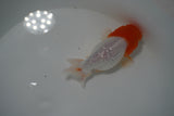 Tancho Lionchu  Red White 3.5 Inch (ID#1119R2c-66) Free2Day SHIPPING