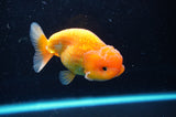 Juvenile Lionchu  Red White 3.5 Inch (ID#422R11b-31) Free2Day SHIPPING