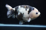 Milk Cow Ranchu  Calico 5 Inch (ID#0110R10c-101) Free2Day SHIPPING