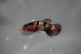 Koi Galaxy  Plakat Female Betta (ID#801-F223) Free2Day SHIPPING