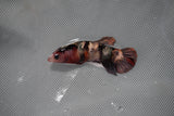 Koi Galaxy  Plakat Female Betta (ID#801-F223) Free2Day SHIPPING