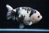 Milk Cow Ranchu  Calico 5 Inch (ID#0110R10c-101) Free2Day SHIPPING