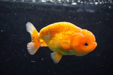 Juvenile Lionchu  Red White 3.5 Inch (ID#422R11b-31) Free2Day SHIPPING