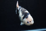 Milk Cow Ranchu  Calico 5 Inch (ID#0110R10c-101) Free2Day SHIPPING