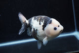 Milk Cow Ranchu  Calico 5 Inch (ID#0110R10c-101) Free2Day SHIPPING