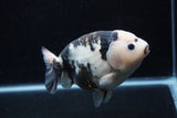 Milk Cow Ranchu  Calico 5 Inch (ID#0110R10c-101) Free2Day SHIPPING