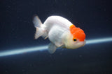 Tancho Lionchu  Red White 3.5 Inch (ID#1119R2c-67) Free2Day SHIPPING