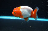Juvenile Lionchu  Red White 3.5 Inch (ID#422R11b-32) Free2Day SHIPPING