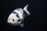 Milk Cow Ranchu  Calico 5 Inch (ID#0110R10c-101) Free2Day SHIPPING