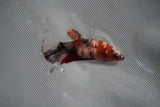 Koi Galaxy  Plakat Female Betta (ID#801-F224) Free2Day SHIPPING