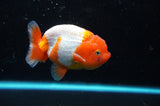 Juvenile Lionchu  Red White 3.5 Inch (ID#422R11b-32) Free2Day SHIPPING
