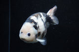 Milk Cow Ranchu  Calico 5 Inch (ID#0110R10c-101) Free2Day SHIPPING