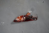 Koi Galaxy  Plakat Female Betta (ID#801-F224) Free2Day SHIPPING