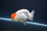 Tancho Lionchu  Red White 3.5 Inch (ID#1119R2c-67) Free2Day SHIPPING