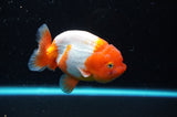 Juvenile Lionchu  Red White 3.5 Inch (ID#422R11b-32) Free2Day SHIPPING