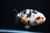 Milk Cow Ranchu  Calico 5 Inch (ID#0110R10c-102) Free2Day SHIPPING