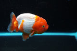 Juvenile Lionchu  Red White 3.5 Inch (ID#422R11b-32) Free2Day SHIPPING