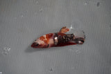 Koi Galaxy  Plakat Female Betta (ID#801-F224) Free2Day SHIPPING