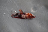 Koi Galaxy  Plakat Female Betta (ID#801-F224) Free2Day SHIPPING