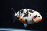 Milk Cow Ranchu  Calico 5 Inch (ID#0110R10c-102) Free2Day SHIPPING