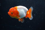 Juvenile Lionchu  Red White 3.5 Inch (ID#422R11b-32) Free2Day SHIPPING