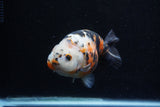 Milk Cow Ranchu  Calico 5 Inch (ID#0110R10c-102) Free2Day SHIPPING