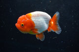 Juvenile Lionchu  Red White 3.5 Inch (ID#422R11b-32) Free2Day SHIPPING