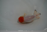 Tancho Lionchu  Red White 3.5 Inch (ID#1119R2c-67) Free2Day SHIPPING