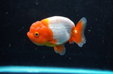 Juvenile Lionchu  Red White 3.5 Inch (ID#422R11b-32) Free2Day SHIPPING