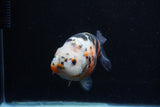 Milk Cow Ranchu  Calico 5 Inch (ID#0110R10c-102) Free2Day SHIPPING