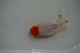 Tancho Lionchu  Red White 3.5 Inch (ID#1119R2c-67) Free2Day SHIPPING