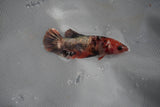 Koi Galaxy  Plakat Female Betta (ID#801-F225) Free2Day SHIPPING