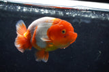 Juvenile Lionchu  Red White 3.5 Inch (ID#422R11b-32) Free2Day SHIPPING