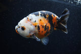 Milk Cow Ranchu  Calico 5 Inch (ID#0110R10c-102) Free2Day SHIPPING