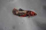 Koi Galaxy  Plakat Female Betta (ID#801-F225) Free2Day SHIPPING