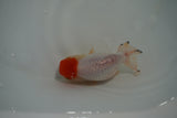 Tancho Lionchu  Red White 3.5 Inch (ID#1119R2c-67) Free2Day SHIPPING