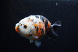 Milk Cow Ranchu  Calico 5 Inch (ID#0110R10c-102) Free2Day SHIPPING