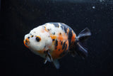 Milk Cow Ranchu  Calico 5 Inch (ID#0110R10c-102) Free2Day SHIPPING