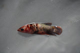 Koi Galaxy  Plakat Female Betta (ID#801-F225) Free2Day SHIPPING