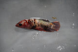 Koi Galaxy  Plakat Female Betta (ID#801-F225) Free2Day SHIPPING