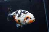 Milk Cow Ranchu  Calico 5 Inch (ID#0110R10c-102) Free2Day SHIPPING