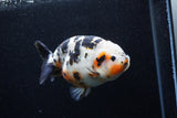 Milk Cow Ranchu  Calico 5 Inch (ID#0110R10c-102) Free2Day SHIPPING