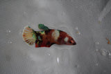 Candy Koi Galaxy  Plakat Female Betta (ID#801-F226) Free2Day SHIPPING