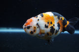 Milk Cow Ranchu  Calico 4 Inch (ID#0113R10c-95) Free2Day SHIPPING