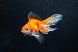 Ryukin Long Tail Red White 4 Inch (ID#1115Ry7a-1) Free2Day SHIPPING