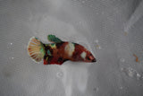 Candy Koi Galaxy  Plakat Female Betta (ID#801-F226) Free2Day SHIPPING