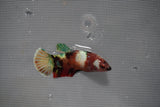 Candy Koi Galaxy  Plakat Female Betta (ID#801-F226) Free2Day SHIPPING