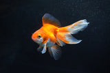 Ryukin Long Tail Red White 4 Inch (ID#1115Ry7a-1) Free2Day SHIPPING